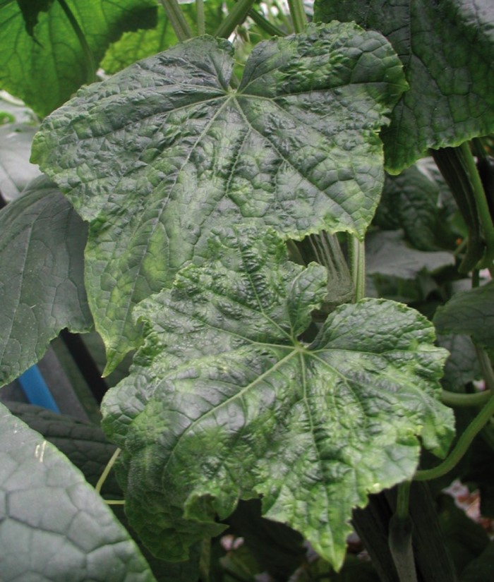 Patch and blister symptoms of cucumber green mottle mosaic virus - less clear as they leaves expand. © Tim O’Neill (ADAS)
